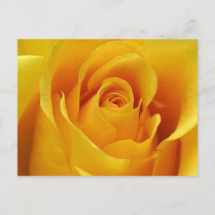 Carte Postale Grosse rose jaune
