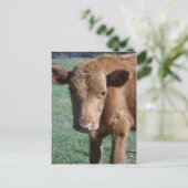 Carte postale Grote Calf (Debout devant)