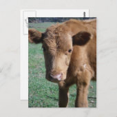 Carte postale Grote Calf (Devant / Derrière)