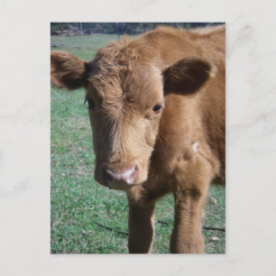 Carte postale Grote Calf