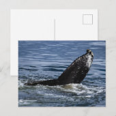 Carte Postale Grotte à bosse gros plan - Photo de la faune (Devant / Derrière)