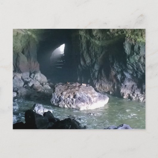 Carte Postale Grotte de lion de mer, OU (Devant)