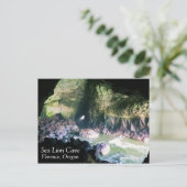 Carte Postale Grotte de lion de mer, OU (Debout devant)