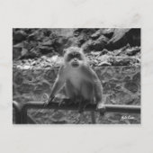 Carte Postale Grottes de Batu (Devant)