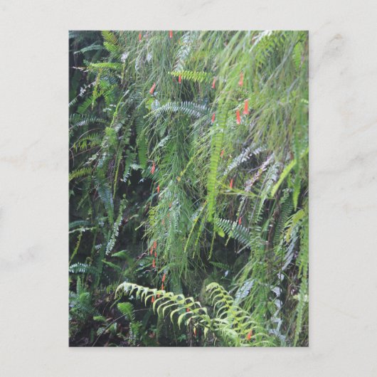 Carte Postale Grotto fourrée (Devant)