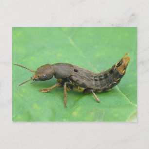 Carte Postale Ground Beetle Larva.