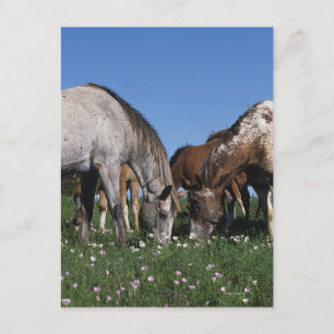 Carte Postale Group of Appaloosa Horses Grazing