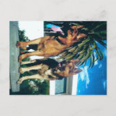 Carte Postale groupe berger allemand (Devant)