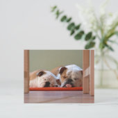 Carte Postale Groupe Bulldog endormi (Debout devant)