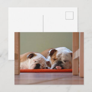 Carte Postale Groupe Bulldog endormi