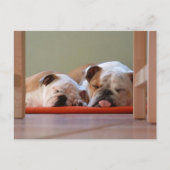 Carte Postale Groupe Bulldog endormi (Devant)