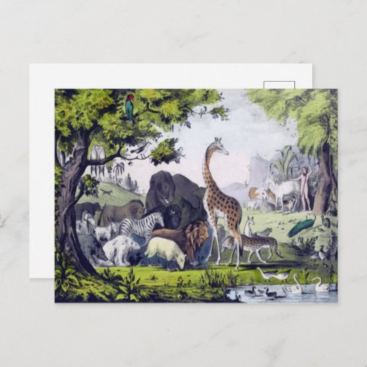 Carte Postale Groupe d'animaux (Devant / Derrière)