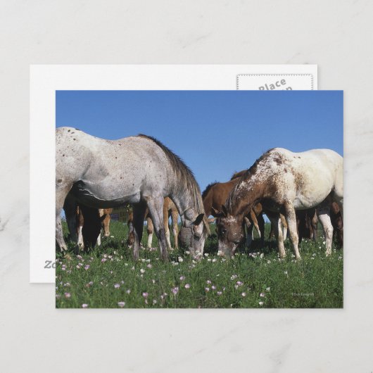 Carte Postale Groupe d'Appaloosa Horses Grazing (Devant / Derrière)