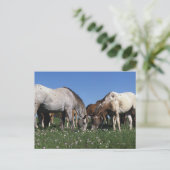 Carte Postale Groupe d'Appaloosa Horses Grazing (Debout devant)