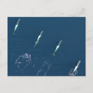 Carte Postale Groupe de baleines tueuses nageant