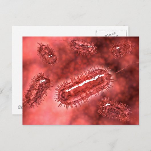 Carte Postale Groupe de cellules bactériennes Escherichia Coli 2 (Devant / Derrière)