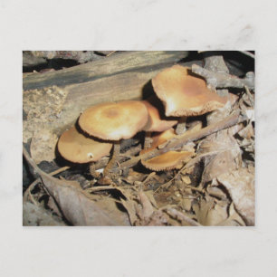 Carte postale Groupe de champignons orange