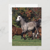 Carte Postale Groupe de Chevaux arabes en course (Devant / Derrière)