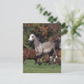 Carte Postale Groupe de Chevaux arabes en course (Debout devant)