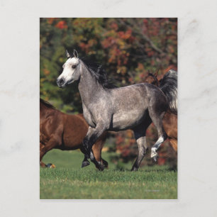 Carte Postale Groupe de Chevaux arabes en course