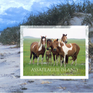 Carte Postale Groupe de chevaux, Assateague National Seashore