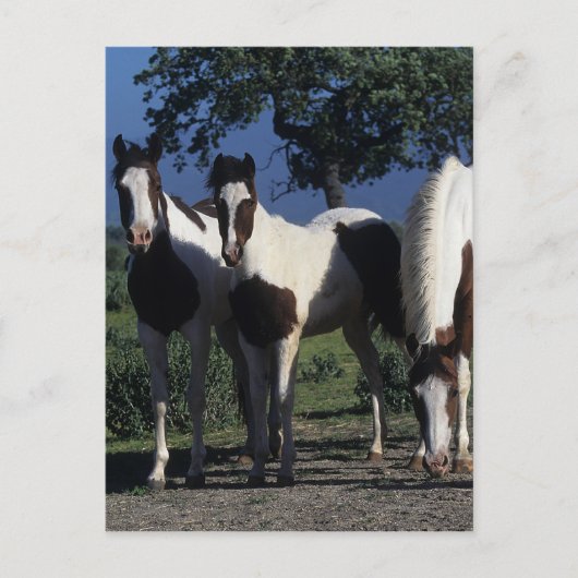 Carte Postale Groupe de chevaux de peinture (Devant)