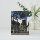 Carte Postale Groupe de chevaux de peinture (Debout devant)