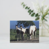 Carte Postale Groupe de chevaux de peinture (Debout devant)