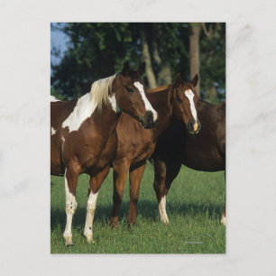 Carte Postale Groupe de Chevaux de Peinture debout
