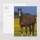 Carte Postale Groupe de chevaux de pur sang (Devant / Derrière)