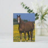 Carte Postale Groupe de chevaux de pur sang (Debout devant)
