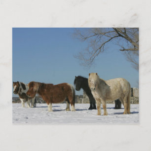 Carte Postale Groupe de Chevaux miniatures dans la neige