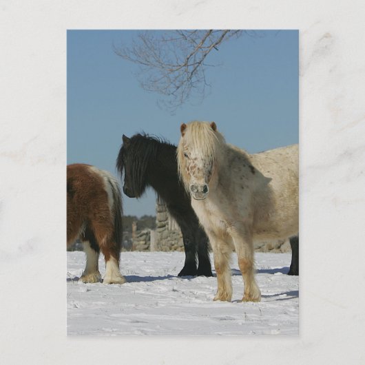 Carte Postale Groupe de Chevaux miniatures dans la neige (Devant)