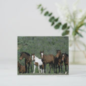Carte Postale Groupe de Chevaux sauvages Mustang (Debout devant)