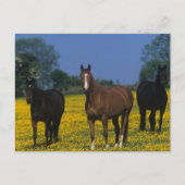 Carte Postale Groupe de chevaux Thoroughbred (Devant)