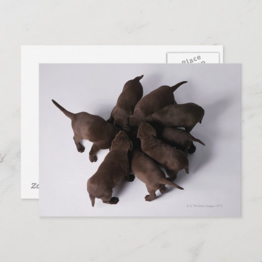 Carte Postale Groupe de chiots avec têtes ensemble (Devant / Derrière)