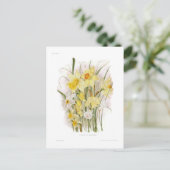 Carte Postale Groupe de Daffodiles (Debout devant)