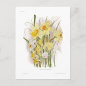 Carte Postale Groupe de Daffodiles (Devant)