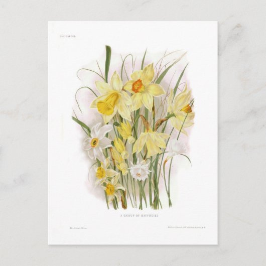 Carte Postale Groupe de Daffodiles (Devant)