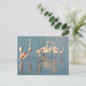 Carte Postale Groupe de flamants roses en Camargue (Debout devant)