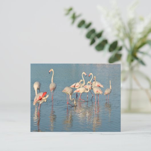 Carte Postale Groupe de flamants roses en Camargue (Debout devant)