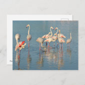 Carte Postale Groupe de flamants roses en Camargue (Devant / Derrière)