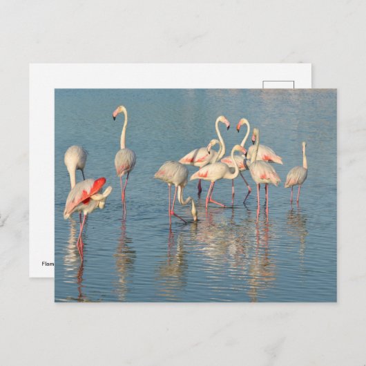 Carte Postale Groupe de flamants roses en Camargue (Devant / Derrière)