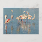 Carte Postale Groupe de flamants roses en Camargue (Devant)