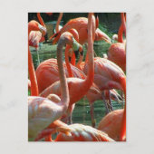 Carte Postale Groupe de Flamants roses roses, beaucoup de flaman (Devant)