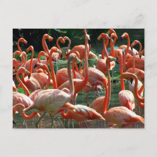 Carte Postale Groupe de Flamants roses roses, beaucoup de flaman