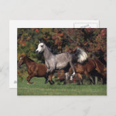 Carte Postale Groupe de fonctionnement arabe de chevaux (Devant / Derrière)