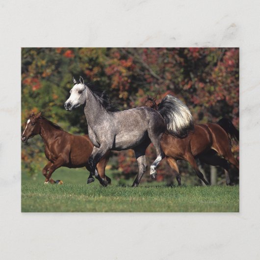 Carte Postale Groupe de fonctionnement arabe de chevaux (Devant)