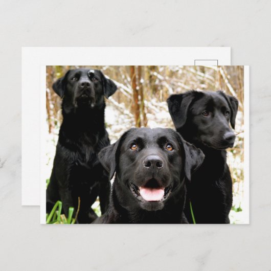 Carte Postale groupe de laboratoires noirs (Devant / Derrière)