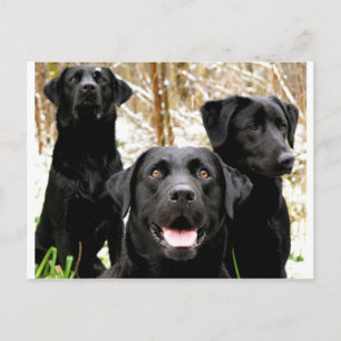 Carte Postale groupe de laboratoires noirs